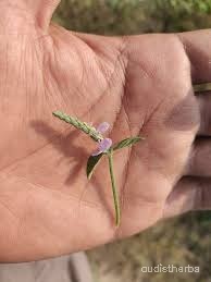 Rungia repens flower7.jpg